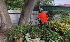 Tree removal