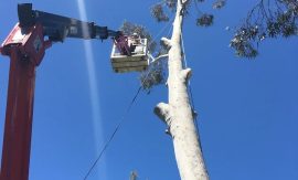 Tree Pruning