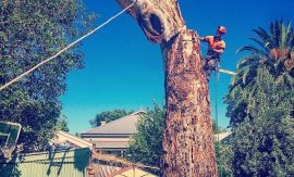 tree Cutting