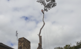 Large Tree